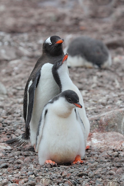 Day14_EleIs_CLookout_3504 (2).jpg - Gentoo Penguin with two Chicks, Cape Lookout, Elephant Island, South Shetlands